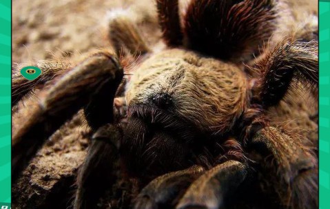 一号-莱万多夫斯基赛事官方发布比分优势明显新规，湖人争议不断！的简单介绍